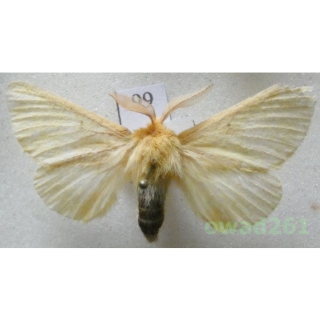 Lemonia taraxaci (Denis & Schiffermüller, 1775) male Czech99